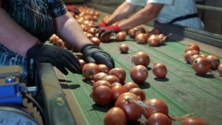 Sorting Onions on a table at a Georgia farm